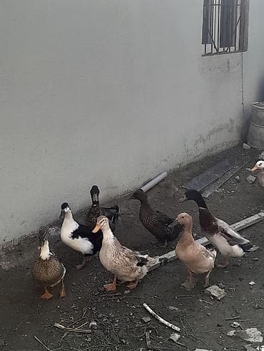 ordek satisi: Satış: ördəklər (qarışıq rəng və cinslər) Məhsul təsviri: - — 1