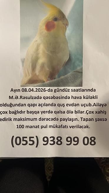 əbabil quşu haqqında məlumat: Digər quşlar — 1