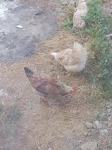 koxin toyuqları: Ünvan bine savxoz yumurtlayan toyuqlardi 20 manattan verirəm xoroz — 1