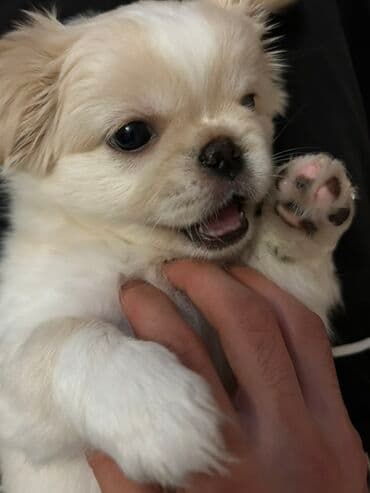 Gəmiricilər: 3 aylıq 2 baladı daşıma qabı, yemək qabı üstündə veriləcək tək təkdə — 1