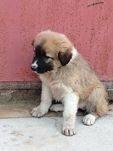 it adlari oglan: Qurdbasar, 1 ay, Erkek, Pulsuz çatdırılma — 5