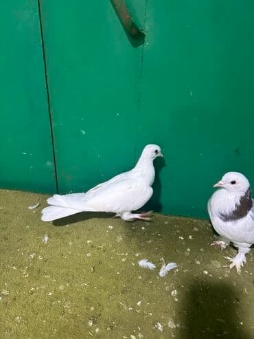 goyercin uzuyu: Məhsul: Qab-qara naxışlı ağ göyərçinlər dəsti Təsvir: - Şəkillərdə 5 — 5