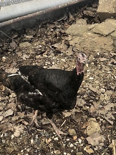 Qara hind toyuğu - Növ: Hind toyuğu (qara rəngli) - Rəng: Tam qara