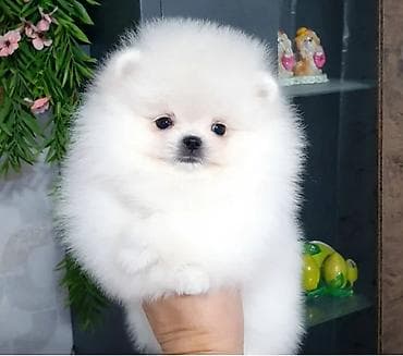 Кошки: Шпиц, 1 месяц, Самец, С родословной — 1