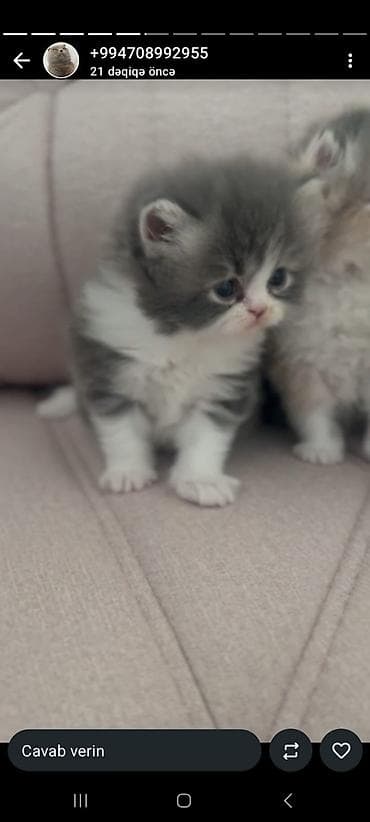 pişim: Şotland — 1