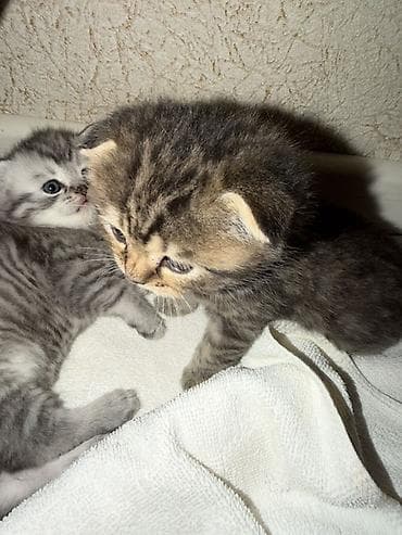 шотландская серебристая шиншилла купить: Шиншилла, В добрые руки — 4