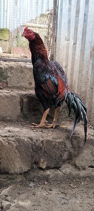 Gəmiricilər: Toyuq, Damazlıq — 2