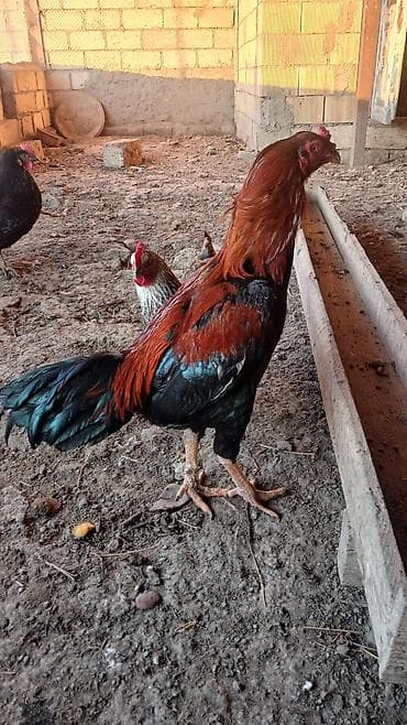 xoruz: 1 yasi var, qizgin xoruzdu, heyetde saxlamaqcundu, doyusdurulmuyub — 1