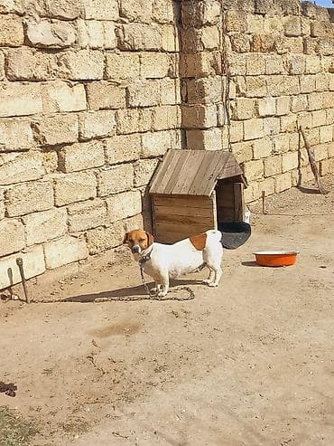 lalafo ev heyvanlari: Cek rassel teryer, 2 il, Dişi — 2