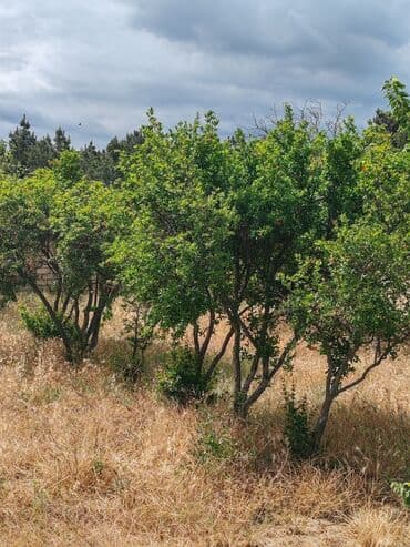 binə emlak: 17 sot, Tikinti, Maklerlər narahat etməsin, Kupça (Çıxarış) — 13