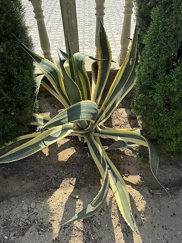 diffenbaxiya bitkisi: Agave americana ‘Variegata’ – dekorativ sukulent - Növ: Agave — 3
