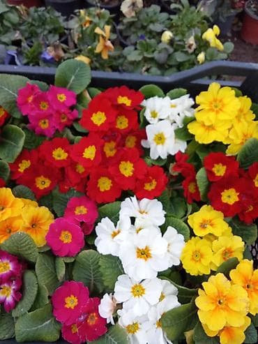 gül buketleri: Çiçəkli dekorativ qapı bitkiləri – müxtəlif növlər və rənglər Məhsul — 2