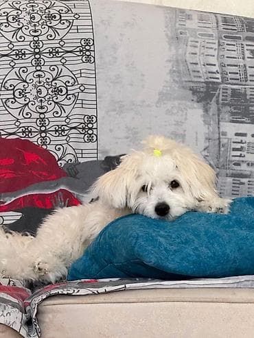 itlərin cütləşdirilməsi: Pudel, 8 ay, Dişi, Ünvandan götürmə — 2