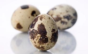 hinduşka yumurtasi: BILDIRCIN YUMURTASI.UNVAN BINE SAVXOZ — 2