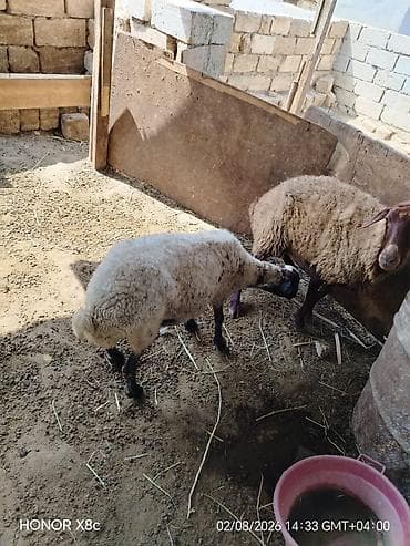 heyvan bazari keci: Cütü 630 qoyunlar satılır istəyən olsa yazsın videosunu atım baxın — 4