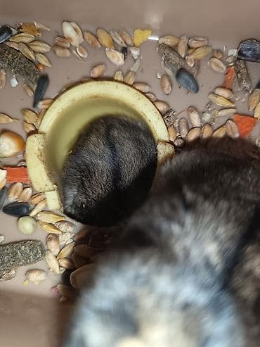 20 25 manat arası təcili satılır