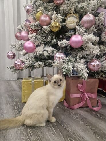 tüksüz pişiklər: Dişi, Pulsuz çatdırılma — 10