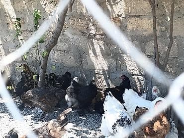 bramo xoruz: Şəkildə gördüyünüz light brahma xoruzlar satılır 45₼ Ondan əlavə 2-3 — 5