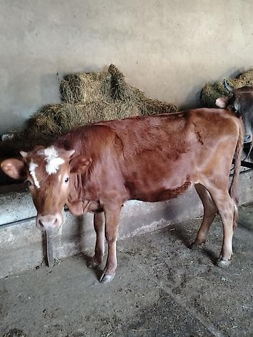 quzu satisi: Satışda: qırmızı rəngli dişi dana Xüsusiyyətlər: - Süd və ət — 1