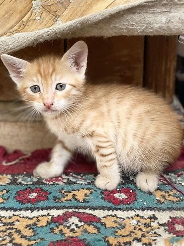 sahibləndirmə: Yaxşı əllərə — 5