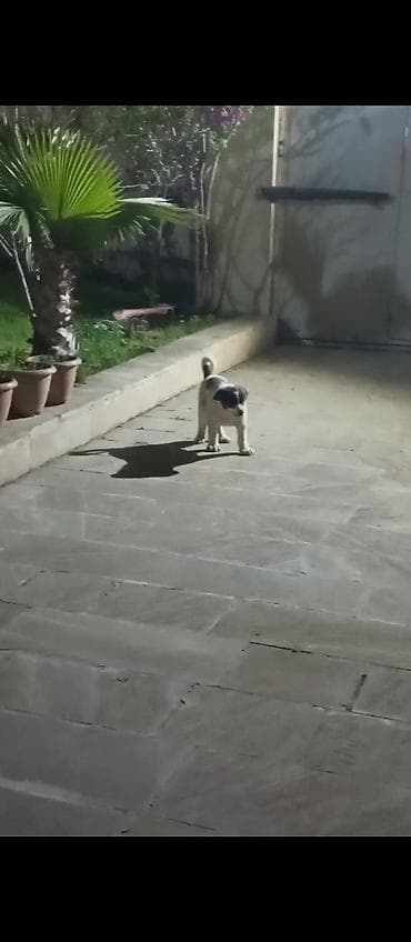 it adlari azeri: 2 ay, Dişi, Ünvandan götürmə — 4