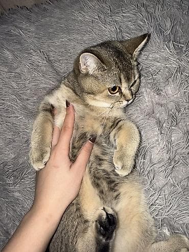 Britan, Dişi, Yaxşı əllərə