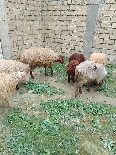 mal qoyun: Salam bu heyvanar kom satılır 4 Qoyundu 2 quzu 1 dənədə Qoç qoyunarın — 4