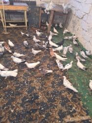 quş yuvasi: 4 manat Təsvir: - Növlər: müxtəlif rəng və naxışlarda ev/oyun — 7