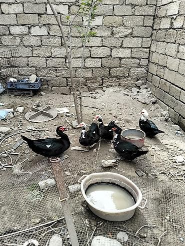 Ördəklər: Erkək, | Lal ördək, Ətlik — 2