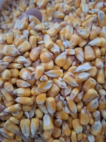 cuce ve xoruz: Məhsul: Qarışıq dənlik qarğıdalı (sarı və qırmızı tonlarda) Təsvir: - — 4