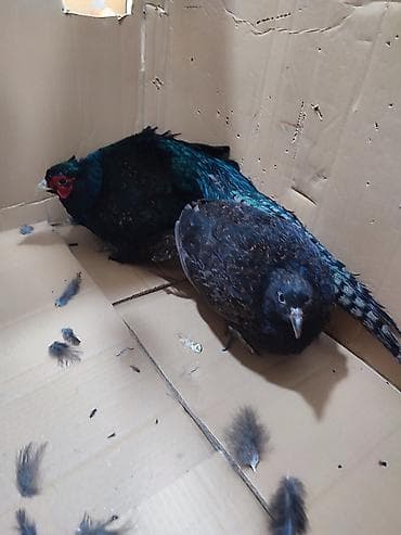 Turşular: Məhsul: Qırqovul cütü (erkək və dişi) Təsvir: - Növ: Qırqovul - Rəng — 3