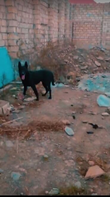 avçarka itləri: Alman çoban iti, 1 il, Erkek, Peyvəndli, Ünvandan götürmə — 2