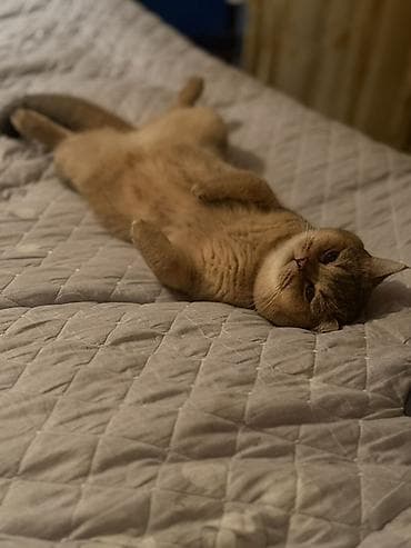 pişik qara: Britan, Erkək — 2