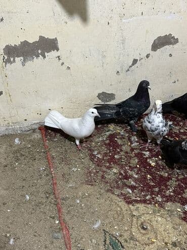 sebzi quşu: Hamisini goturen olsa 5 manatdan tek tek biri 10 manat — 6