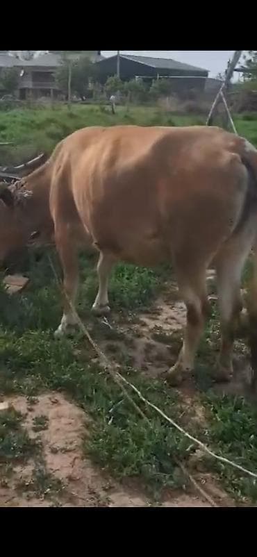 cins dana: Bir dogan qisir etlik duye — 2