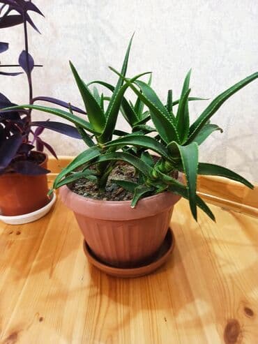 diri baliq satisi: Masazır ev gülləri — 10