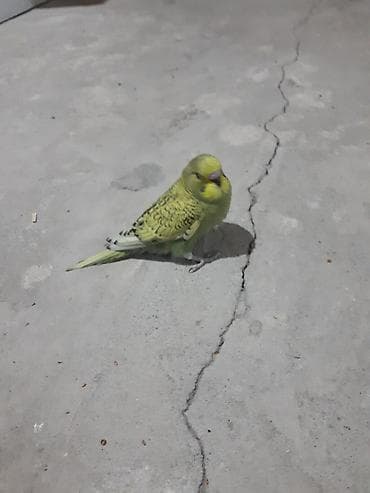 Digər heyvanlar: Məhsul: Dalmatin naxışlı sarı-yaşıl dalğalı tutuquşu (budgerigar) — 1