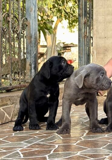 Собаки: Кане-корсо — 20