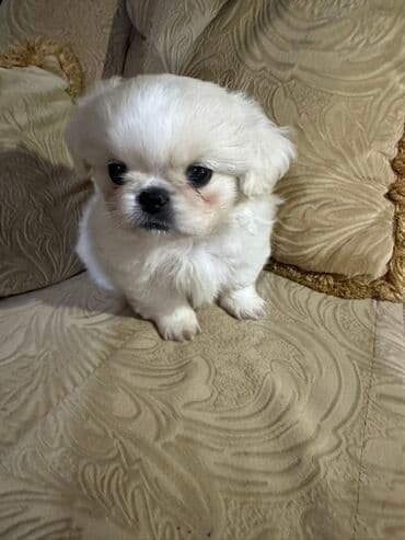 Gəmiricilər: Pekines — 3