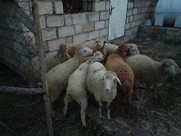 körpə quzu: 9 Baş quzu satılır 5 dişi 4 erkek kom satılır — 4