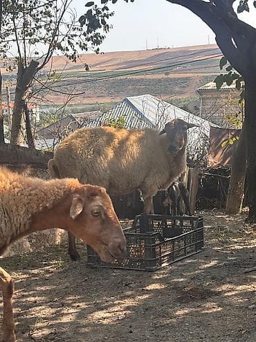 qara qoyun: Dişi, il: 4, 38 kq, Damazlıq, Ünvandan götürmə — 3