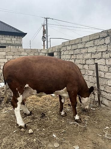 iney dana: Simental etik — 5