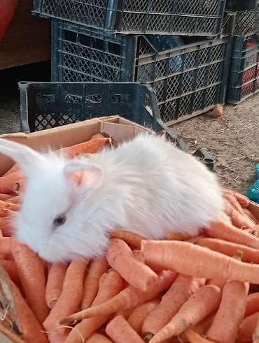 heyvan sahiblənmə: Ev dovşanı balaları – uzunqulaqlı, tüklü minilop tipli (aşağı sallanan — 7