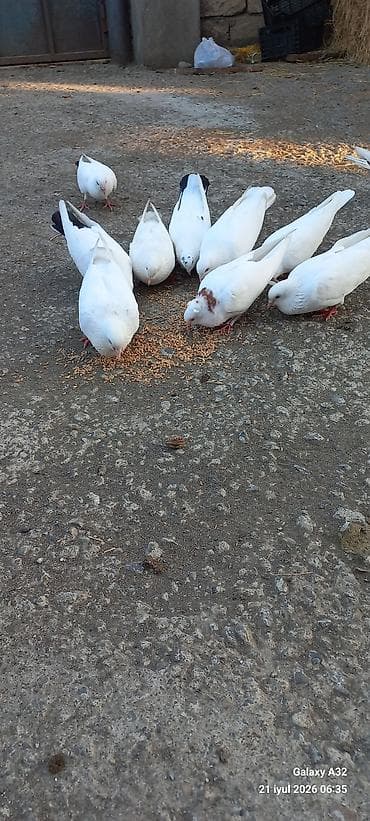 sumqayit goyercin: Unvan Lənkəran.Tam sağlam yuksəkdən uçuşu olan göyərçinlər.Bakıya — 5