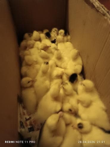 turbo az heyvanlar: 38 dənə 4 günlük lal ördək balası Saglamdilar Qiyməti biri 7 manata — 7