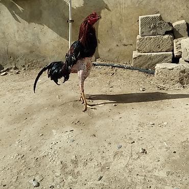 Meydanliq becedi uc klo uc yuzdu cinsi qani olan heyvandi isdeyen tay