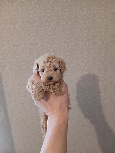 it heyvan: Pudel, 2 ay, Dişi — 3