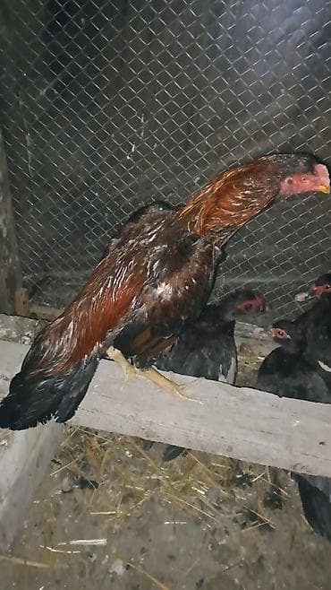 Другие с/х животные: Heyratı xoruz satılır cinsi qanı olan heyvandı təmiz türk hündür — 7