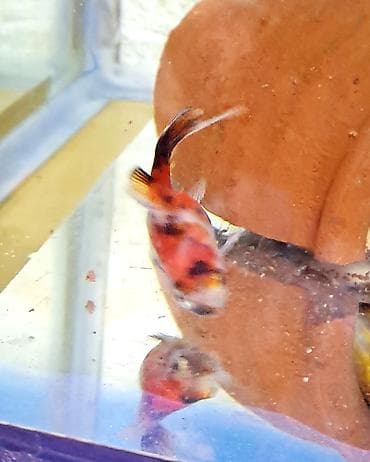 Quşlar: Qızıl balıq, Sülhsevər — 2