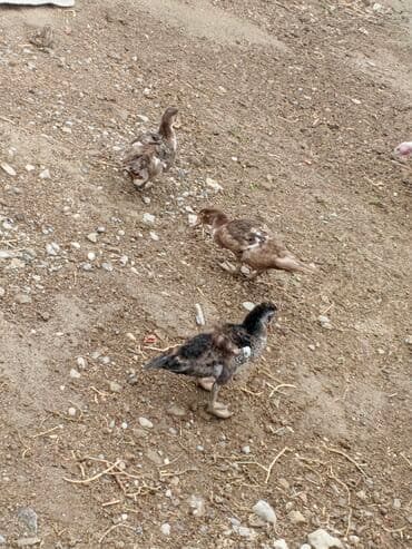 pişik su qabı: Krasnadar lal ördəklər satılır — 2